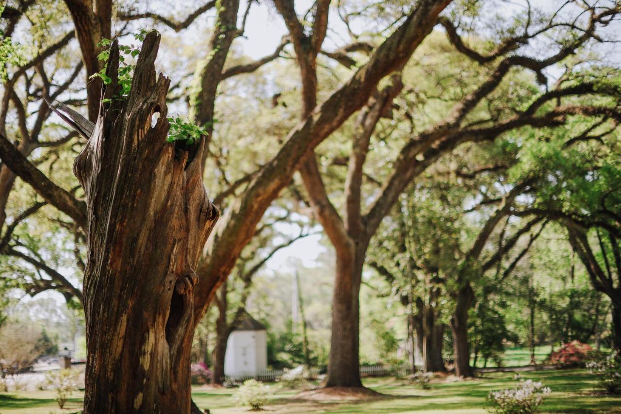 The Myrtles Bed and Breakfast St. Francisville Buitenkant foto